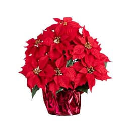 Nearly Natural 19 in red artificial Christmas poinsettia in wrapped planter