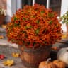 HIFORESTAR artificial fall mums, 12 bundles, orange